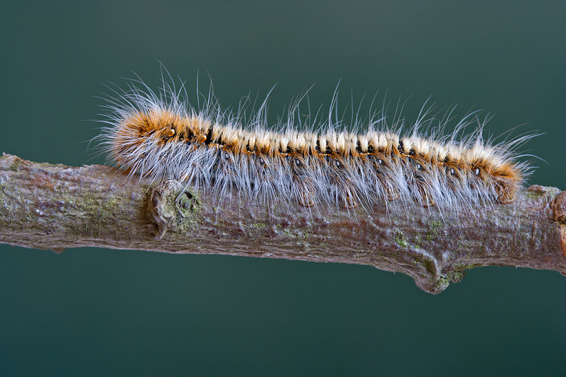 Bruco di Lasiocampide? - S, Lasiocampa quercus